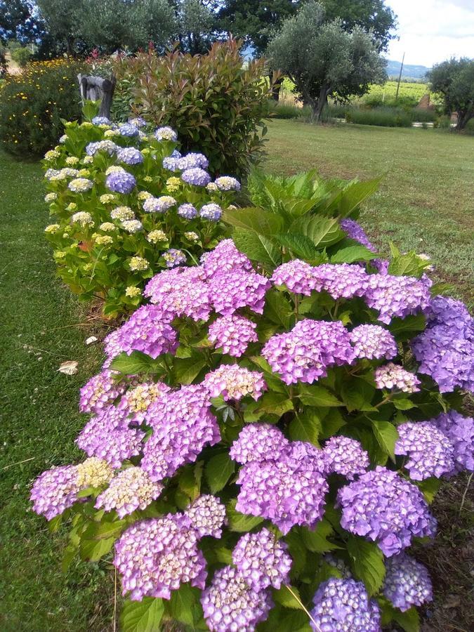 פיטיליאנו Agriturismo San Giacomo מראה חיצוני תמונה