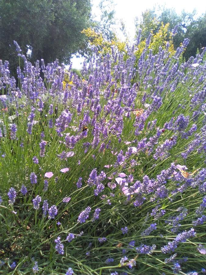 פיטיליאנו Agriturismo San Giacomo מראה חיצוני תמונה